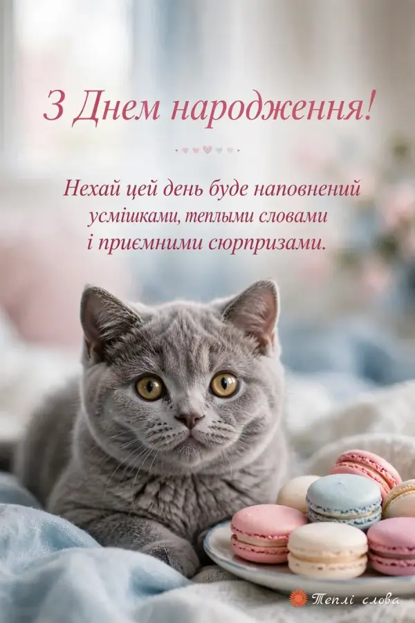 Сіре британське кошеня з тарілкою макарунів